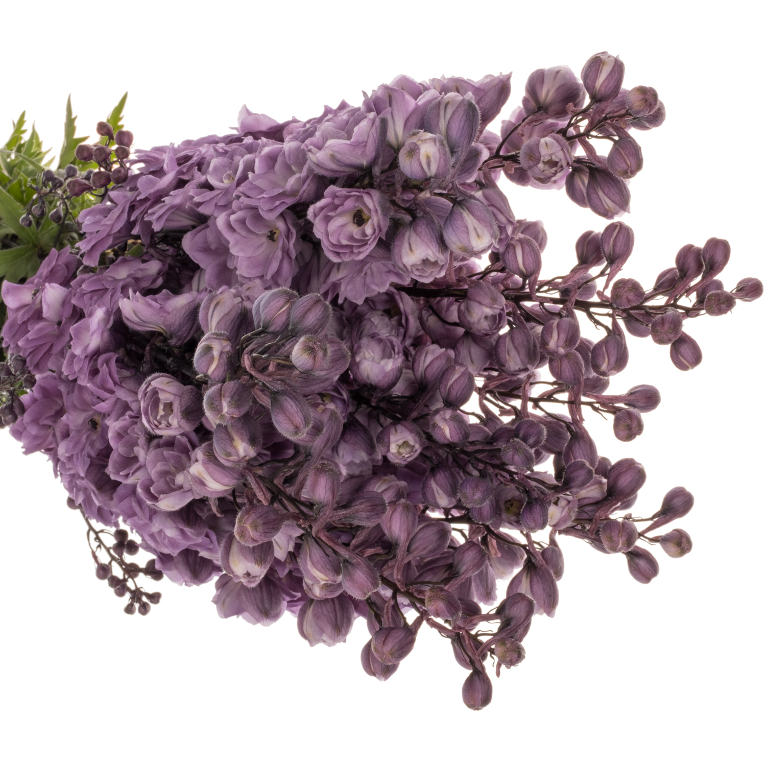 Delphinium dunkel lila Magenta 90cm