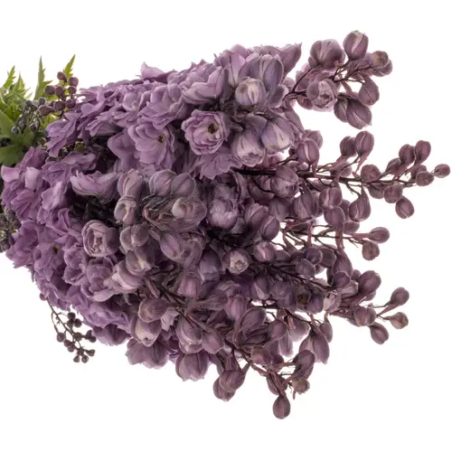Delphinium dunkel lila Magenta 90cm