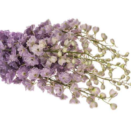 Delphinium lila Magenta 90cm