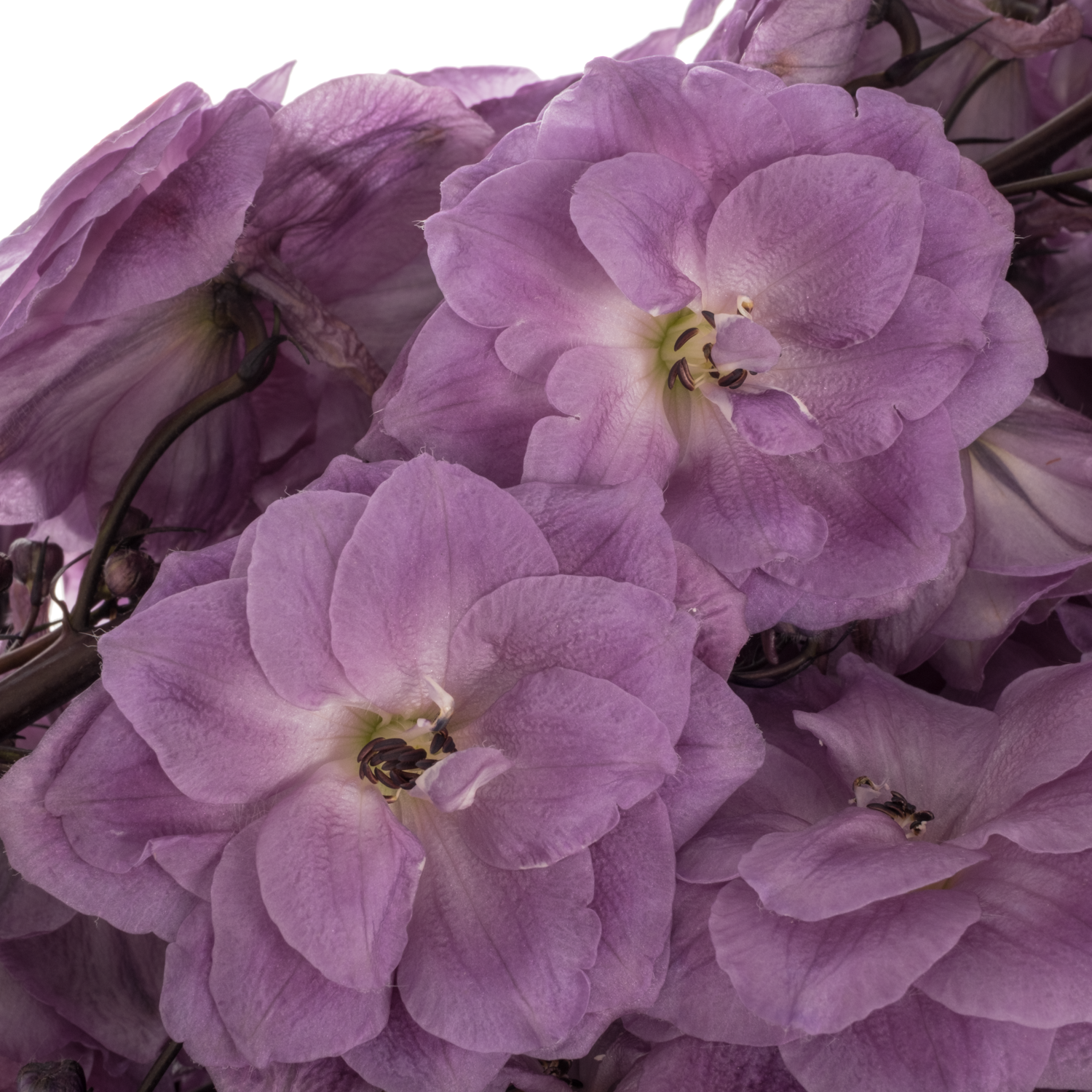 Delphinium dunkel lila Magenta 90cm