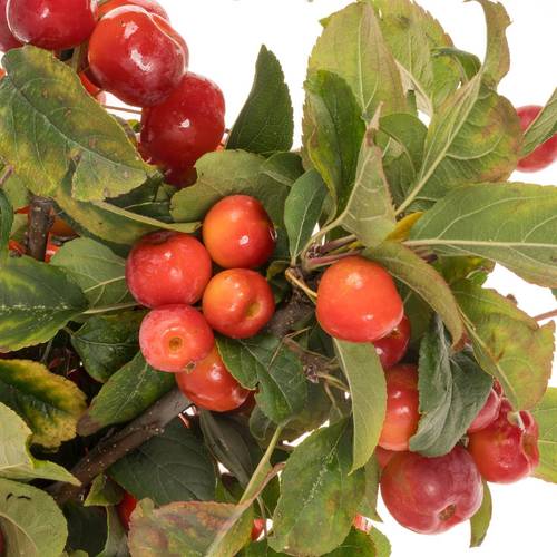 Zierapfel rot Malus Red Sentinel 80cm