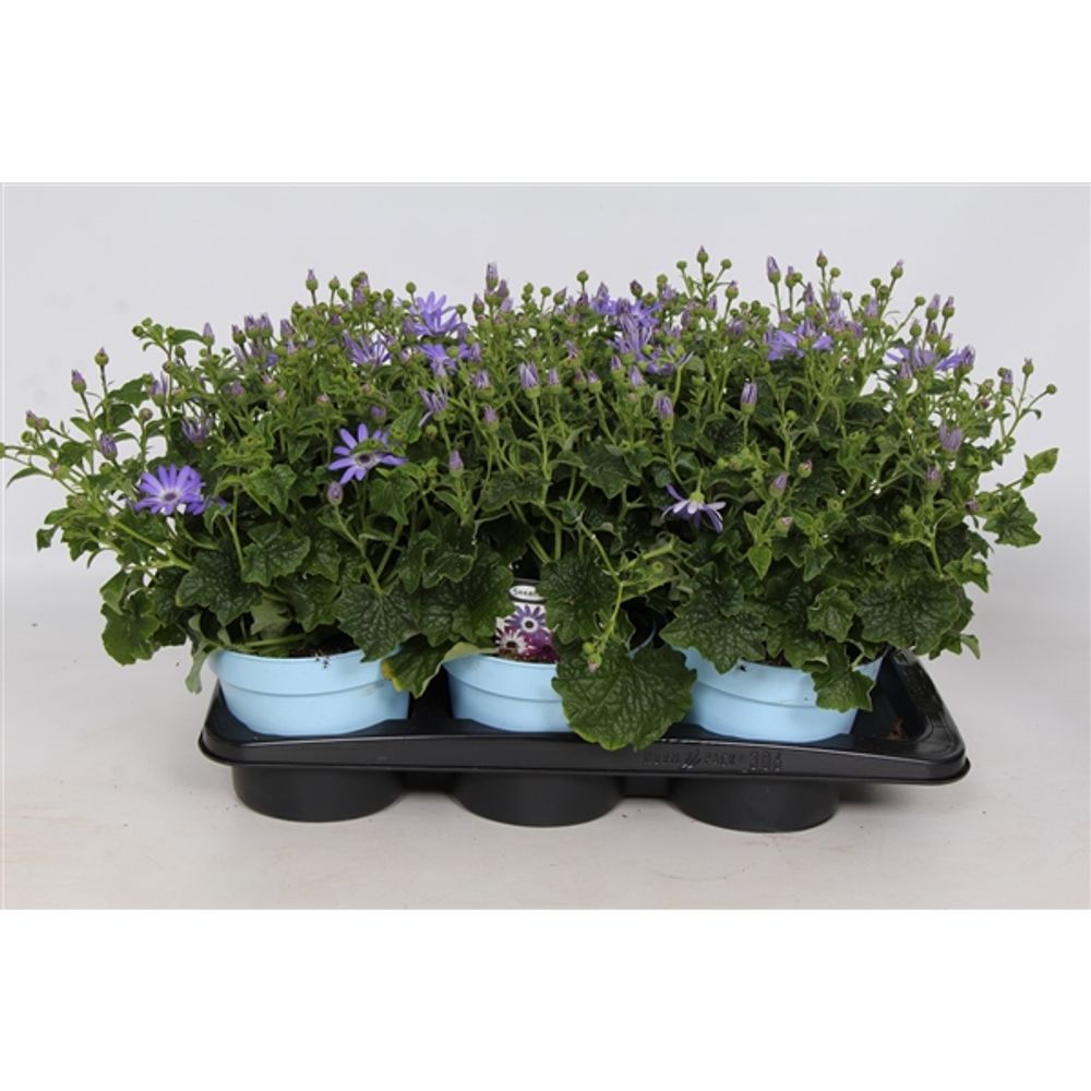 Senetti Lavender T17 H30