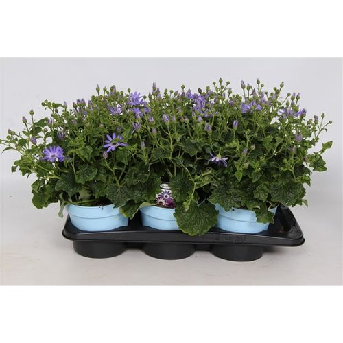 Senetti Lavender T17 H30