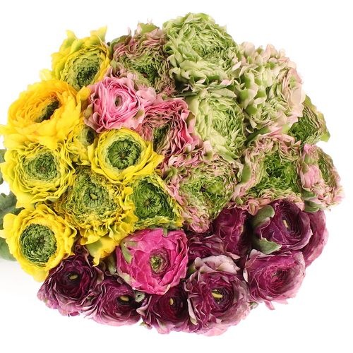 Ranunkel mix Cloni Pom Pom 40cm