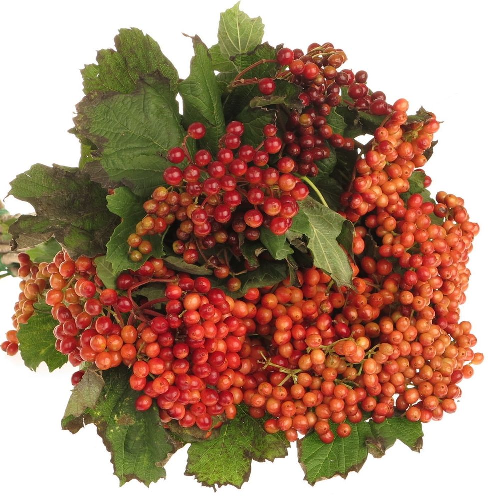 Viburnum rot Compactum 4 Kopf 60cm