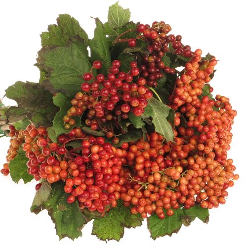Viburnum rot Compactum 4 Kopf 60cm