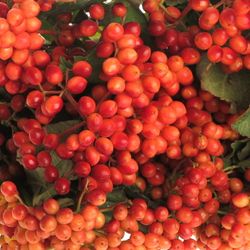 Viburnum rot Compactum 4 Kopf 60cm