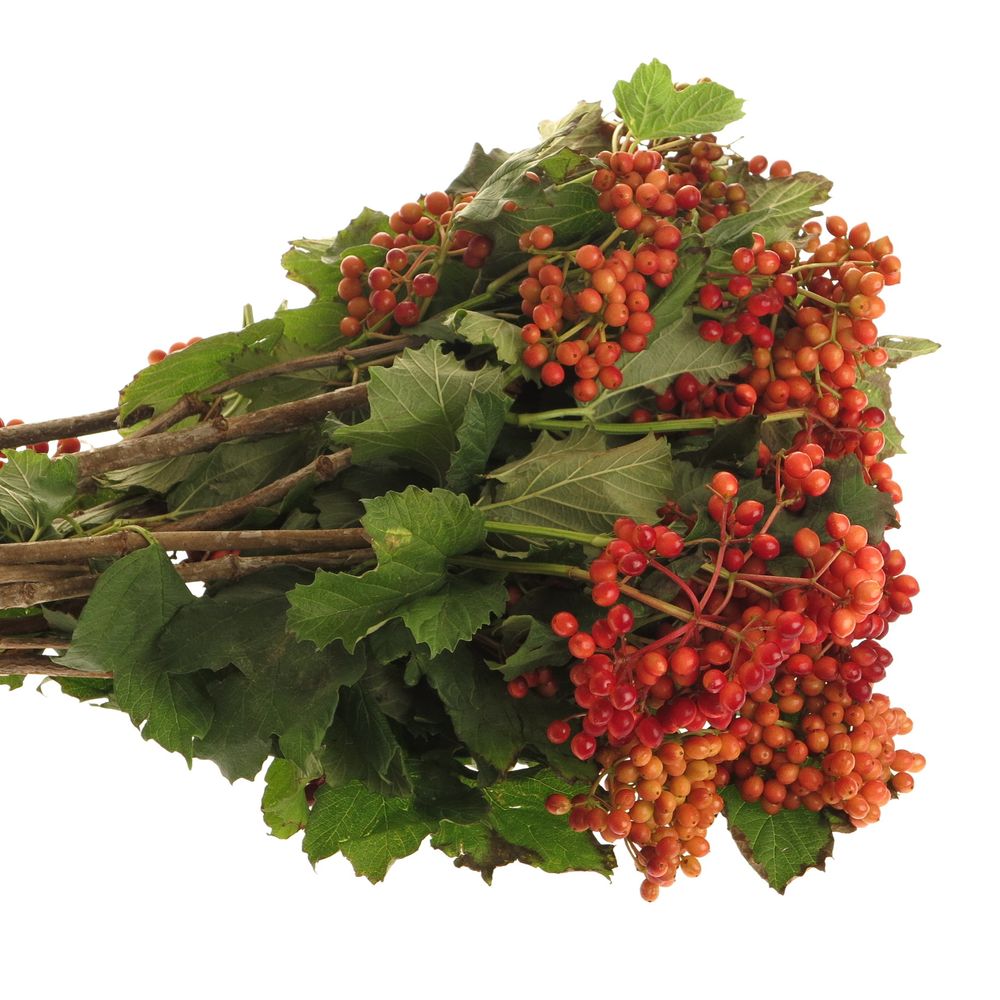 Viburnum rot Compactum 4 Kopf 60cm