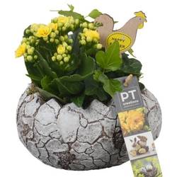 Kal.Arr PTPB6615 Ostern T16 H018