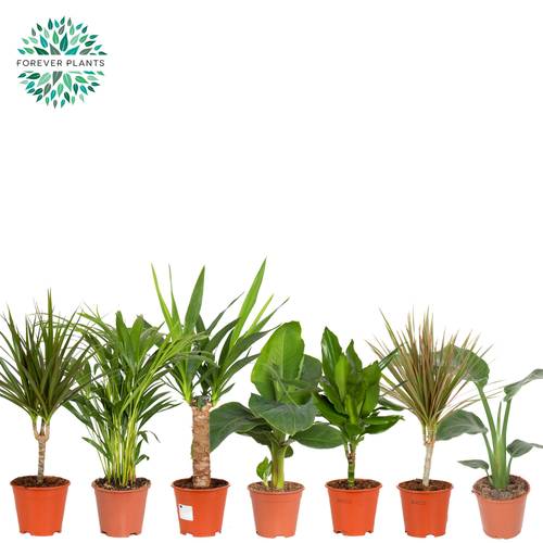 Grünpflanzen mix T14 H050