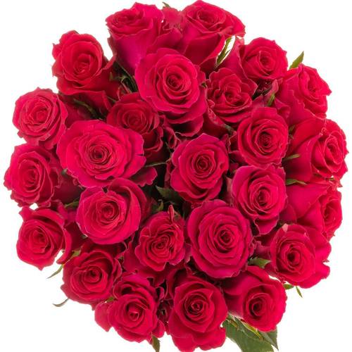 Rose rosa Gotcha (Ec) 70cm