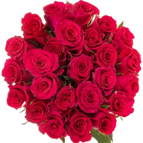 Rose rosa Gotcha (Ec) 70cm