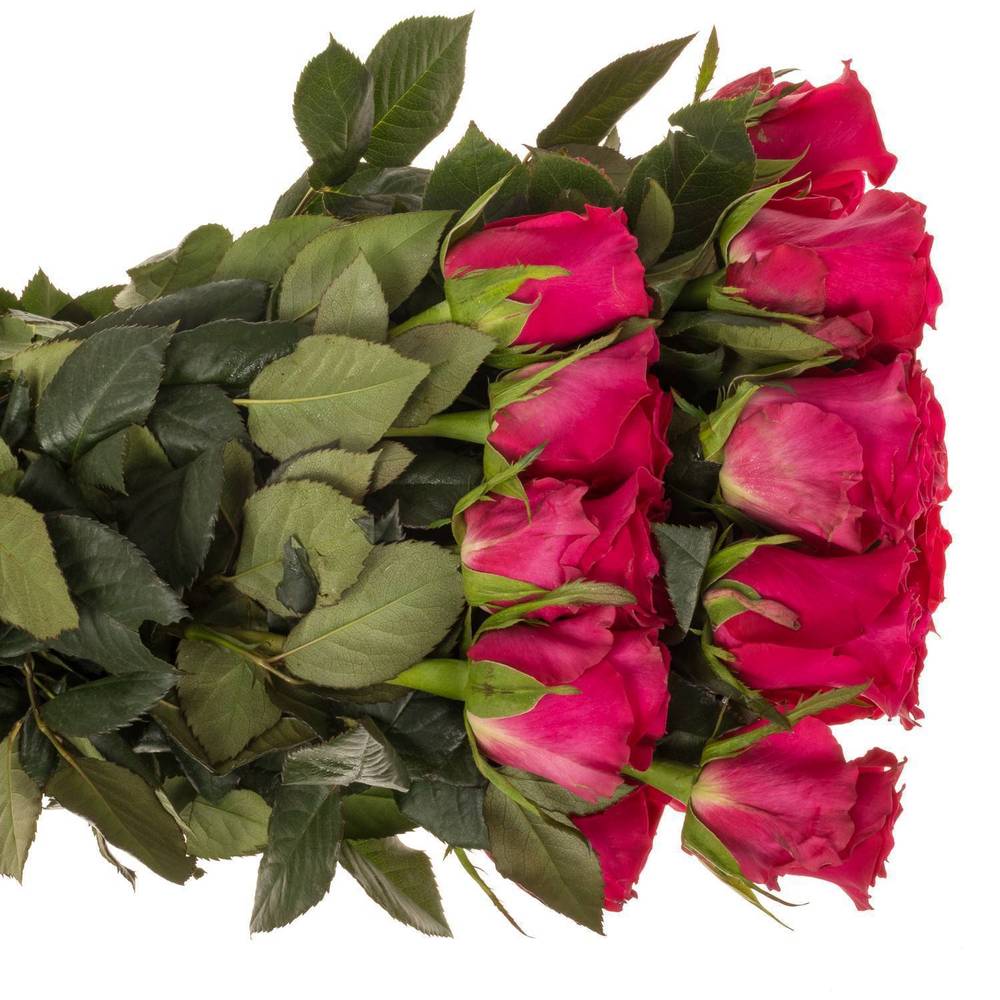 Rose rosa Gotcha (Ec) 70cm