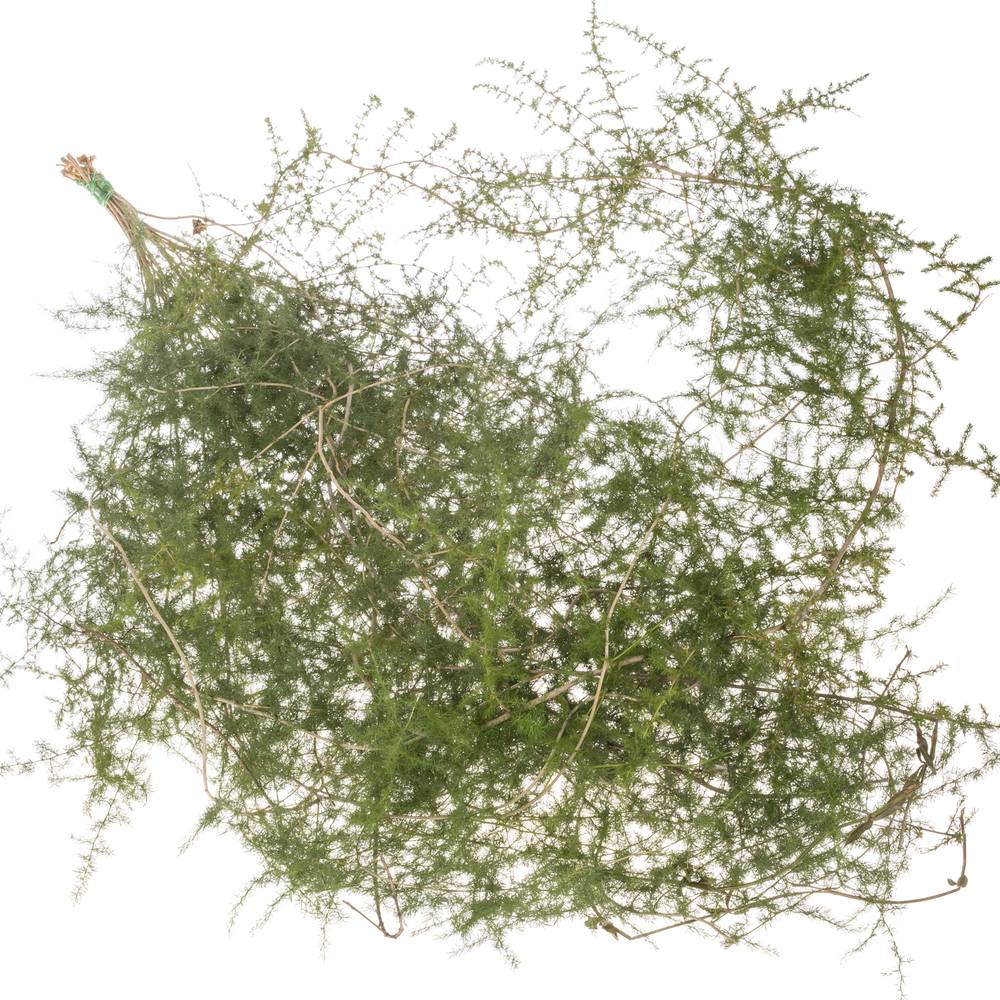 Asparagus grün Wilde 180cm