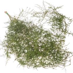 Asparagus grün Wilde 180cm