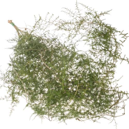 Asparagus grün Wilde 180cm