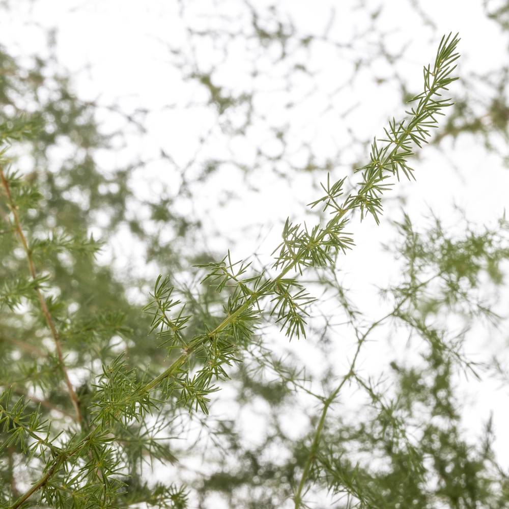 Asparagus grün Wilde 180cm