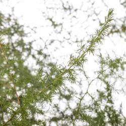 Asparagus grün Wilde 180cm