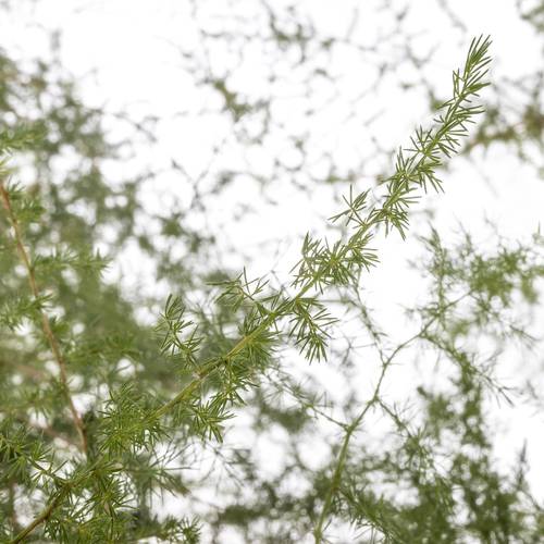 Asparagus grün Wilde 180cm