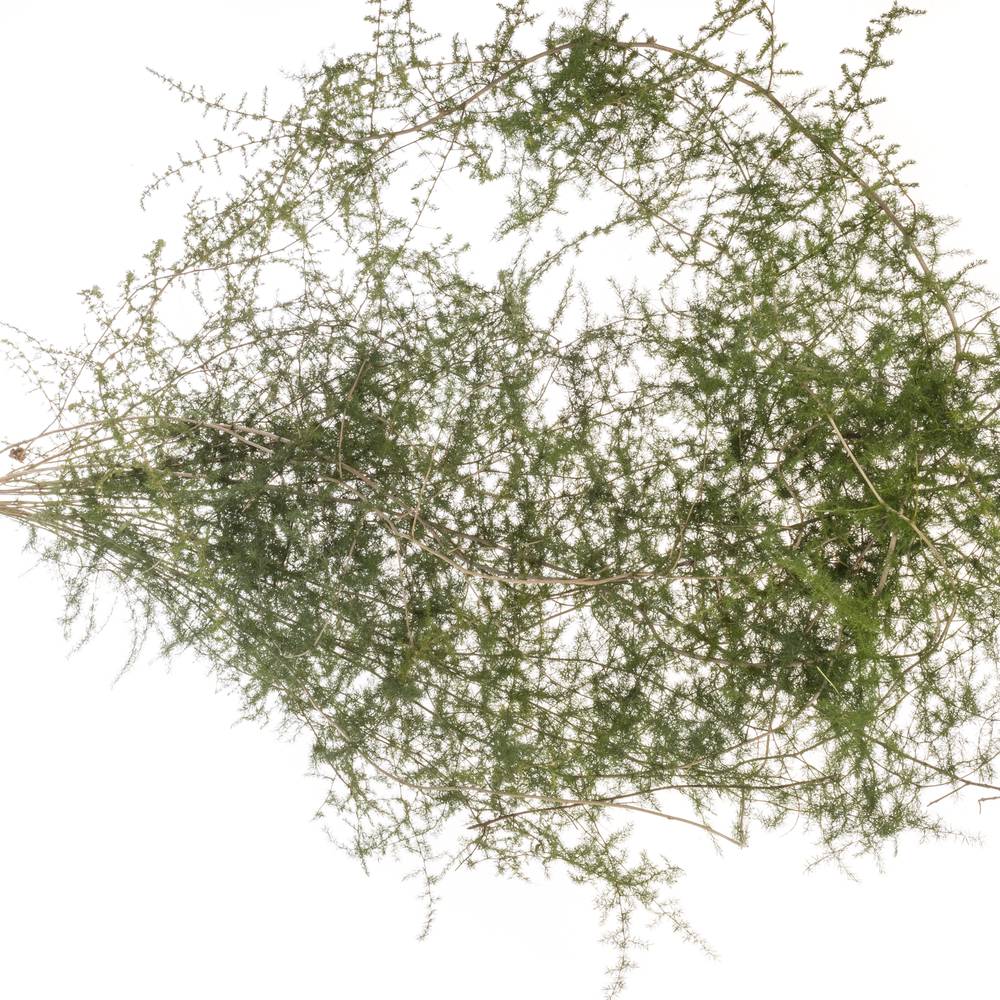 Asparagus grün Wilde 180cm