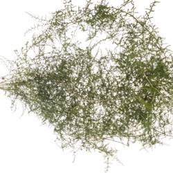 Asparagus grün Wilde 180cm