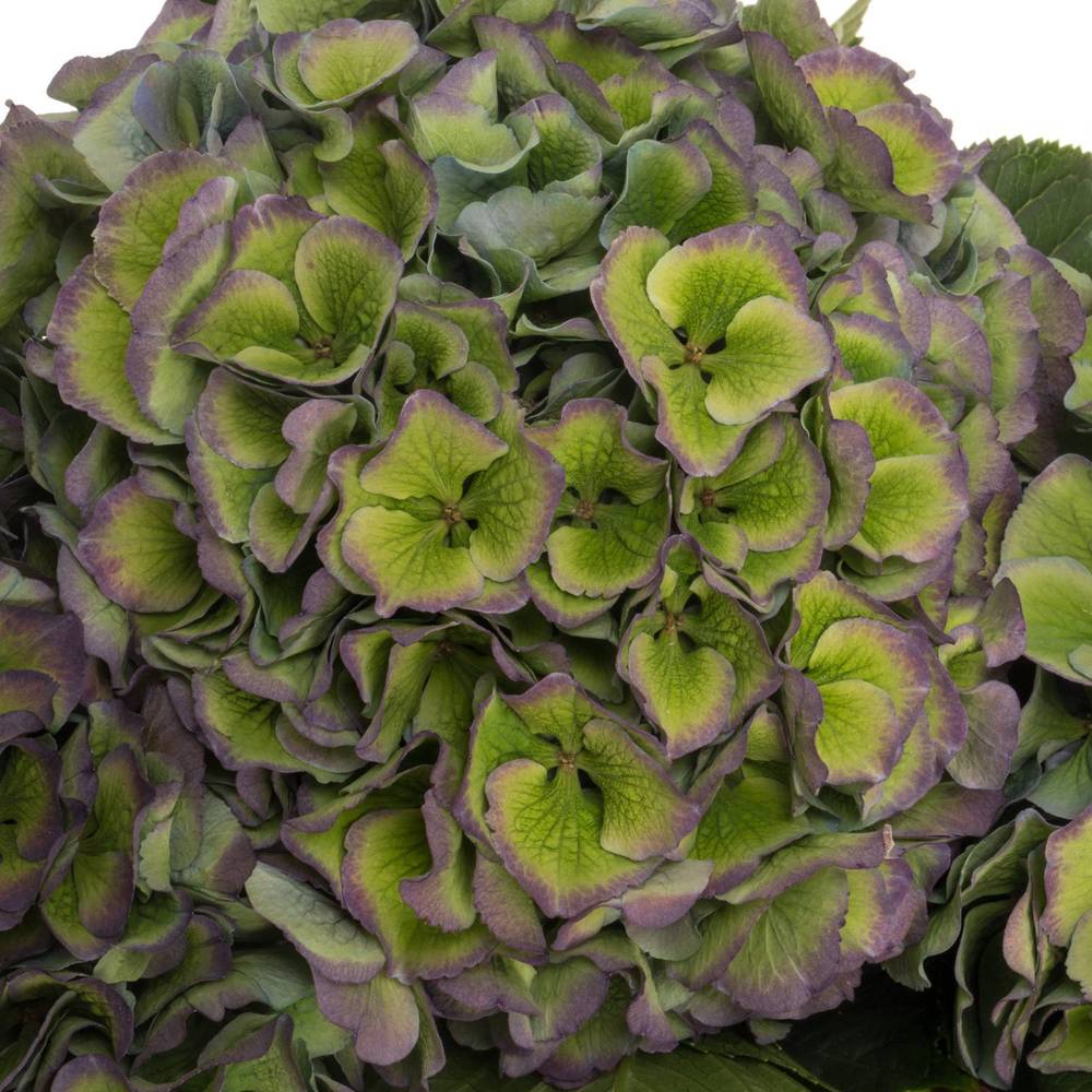 Hortensie grün/blau Pompidou Bol 19cm 60cm