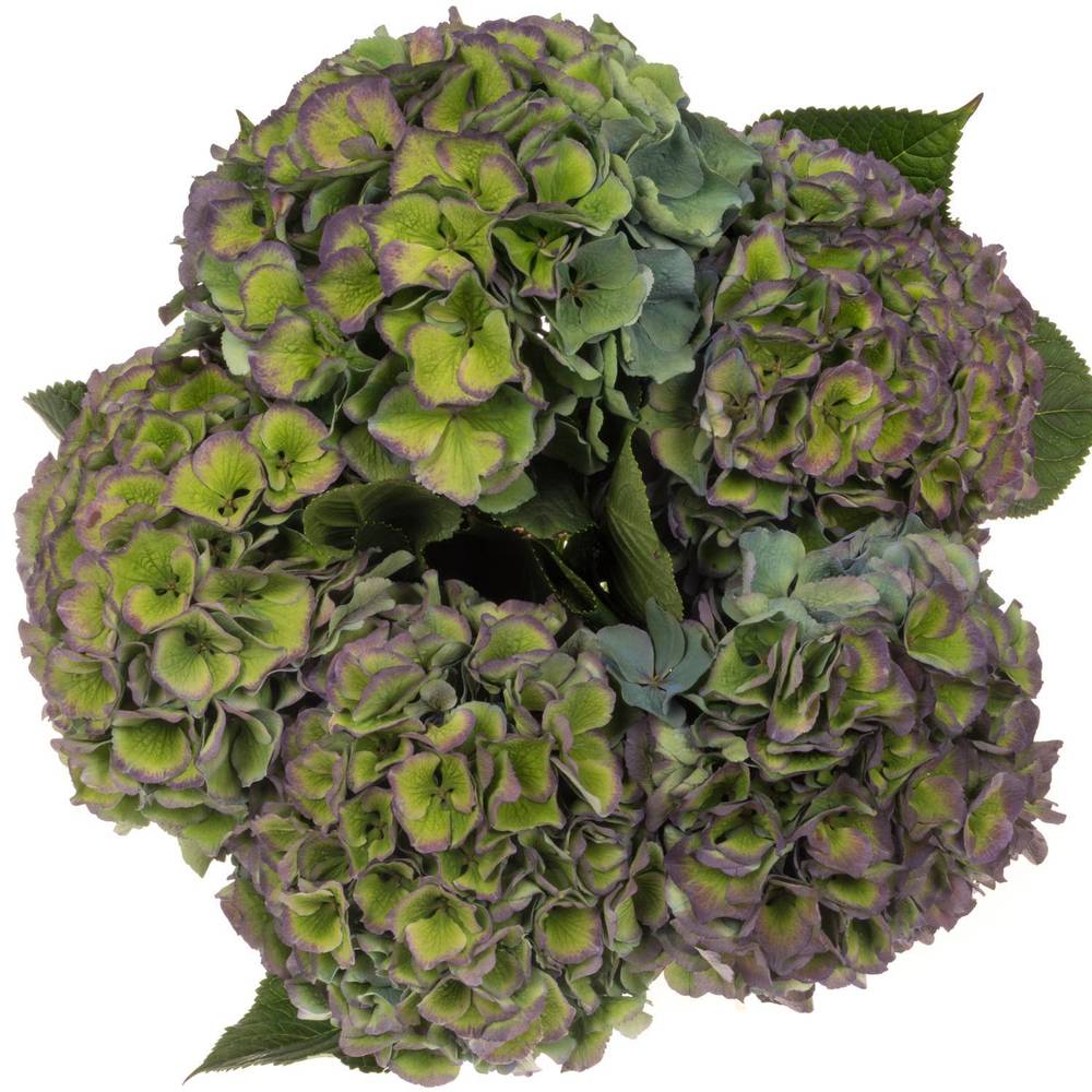 Hortensie grün/blau Pompidou Bol 19cm 60cm