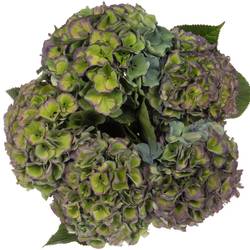 Hortensie grün/blau Pompidou Bol 19cm 60cm