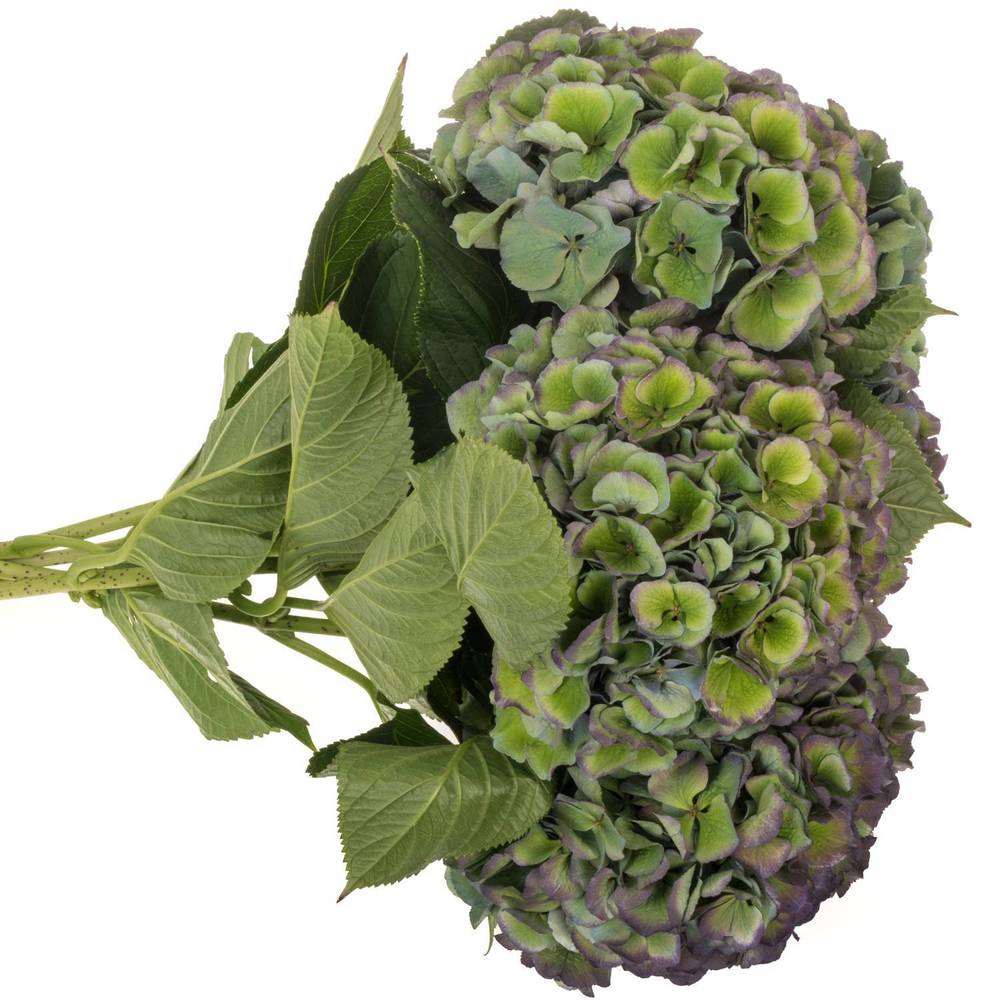 Hortensie grün/blau Pompidou Bol 19cm 60cm