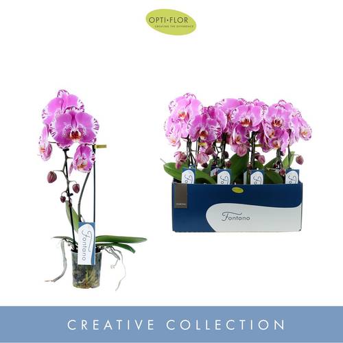 Phal.1-R fuchsia Fontano Swarowski T09 H050