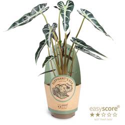 Alocasia Amazonica