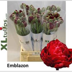 Franz.rot doppel Emblazon 65 Gramm 55cm