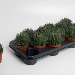 Aloë Aristata T10,5 H20