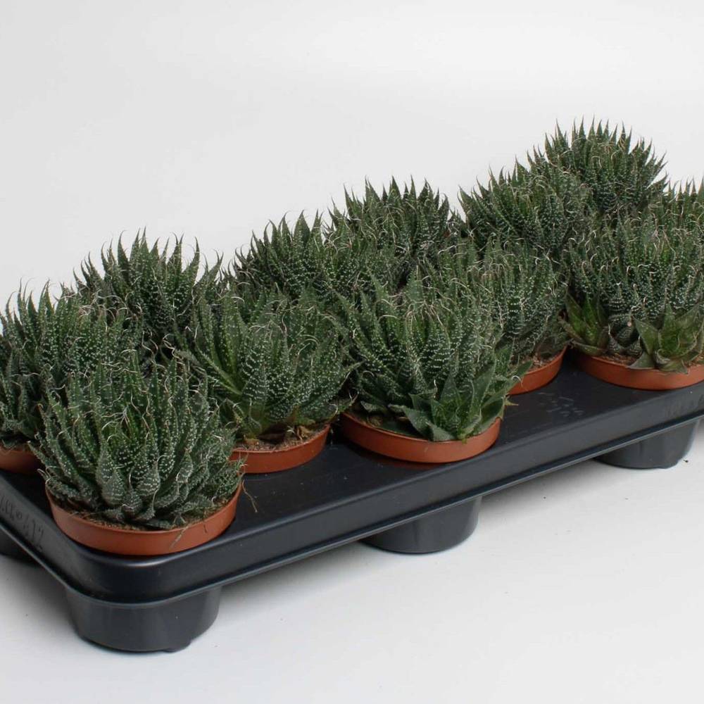 Aloë Aristata T10,5 H20