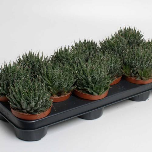 Aloë Aristata T10,5 H20