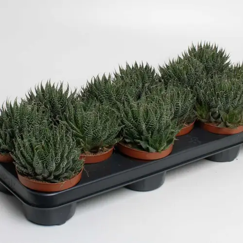 Aloë Aristata T10,5 H20