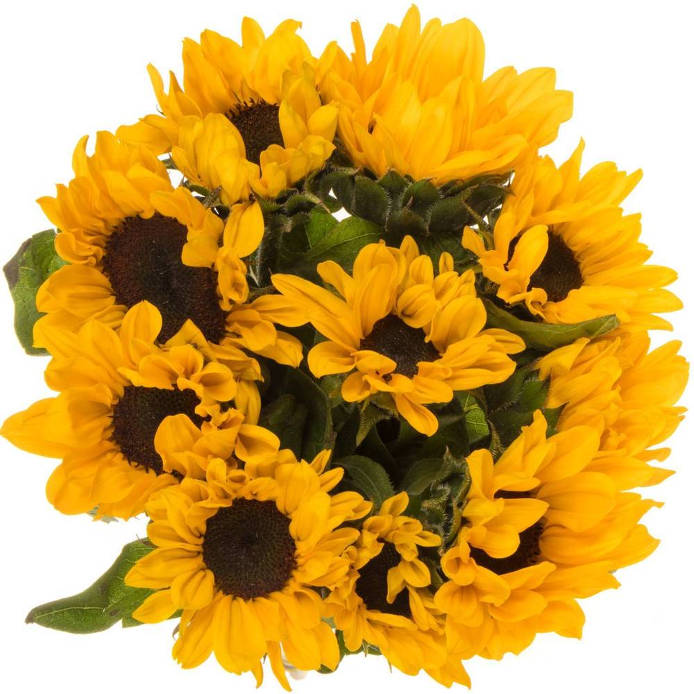 Sonnenblume gelb klein Sunova 45cm