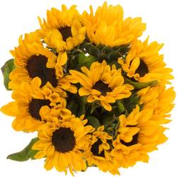 Sonnenblume gelb klein Sunova 45cm