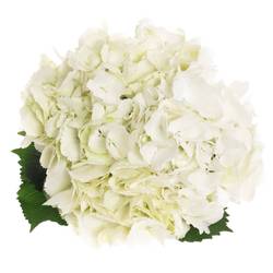Hortensie weiss Schneeball Bol 20cm 80cm