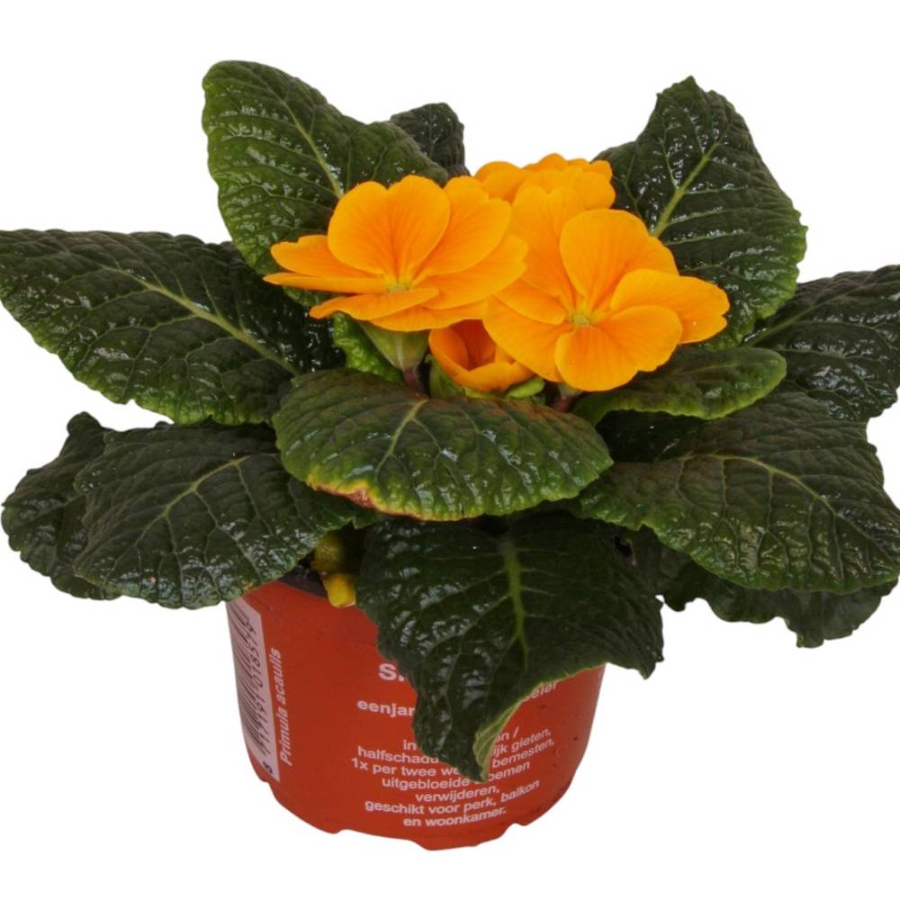 Primula Acaulis orange T09 H010