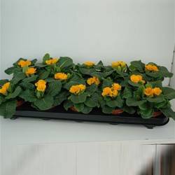 Primula Acaulis orange T09 H010