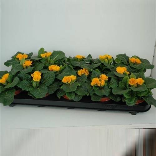 Primula Acaulis orange T09 H010