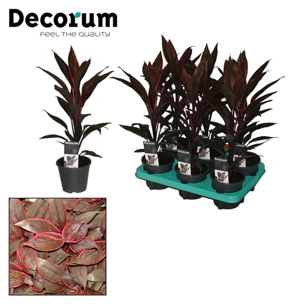 Cordyline Tango T12 H40
