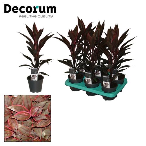 Cordyline Tango T12 H40