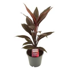 Cordyline Tango T12 H40