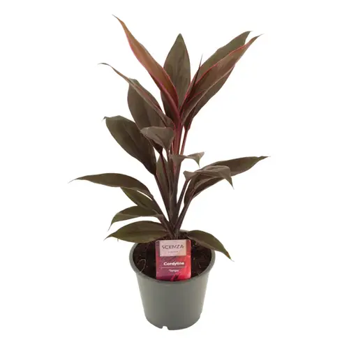 Cordyline Tango T12 H40