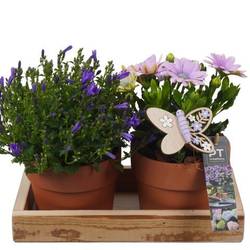 Garten.Arr PTPP6920 T27 H023