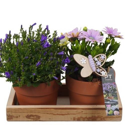 Garten.Arr PTPP6920 T27 H023