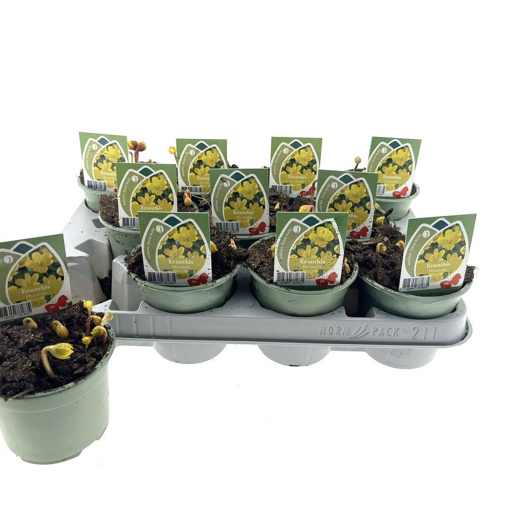 Eranthis gelb Hyemalis T10 H015