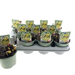 Eranthis gelb Hyemalis T10 H015